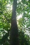 Flying Iemur,colugo