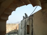 Amber fort