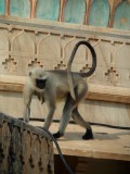 Amber fort