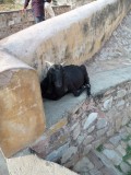 Amber fort