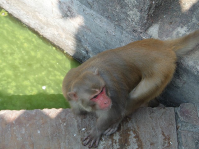 Chitrasala