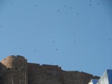 Roofvogels om het fort