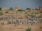 Cranes