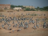 Cranes