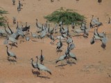 Cranes