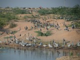 Cranes