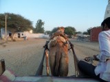 Kamelensafari