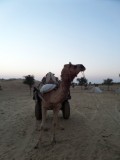 Kamelensafari