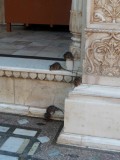 Karni Mata