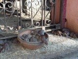 Karni Mata