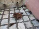 Karni Mata