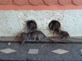 Karni Mata