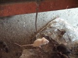 Karni Mata