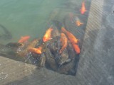 Golden Temple