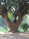 Humayun`s Tombe