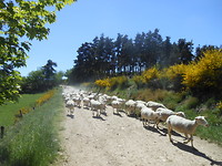 Schapenparade