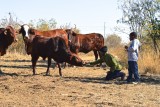 Feeding orange peels to the cows