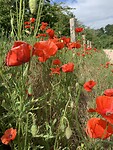 IMG_5096