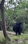 IMG_7003