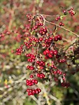 IMG_6393