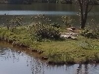 Ff chillen na al die visvangst, krokodillen in de zon, zomaar op ons park 😱