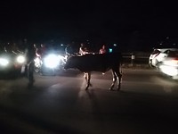 Koe op de weg!