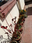 Flowers on the roof top :)