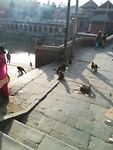 Pashupatinath