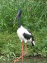 jabiru in moeras