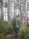 hoge bomen