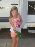 Vogels voeren
