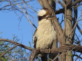 Kookaburra