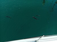 Marina del Leixões 07