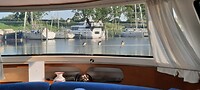 zwaluwen op bezoek