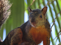 Eekhoorn in de tuin