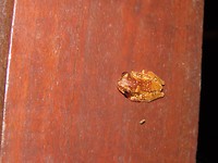 IMG_0386