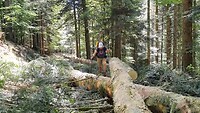 Dag 33: Over de bomen