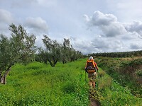 Langs olijfbomen en onkruid
