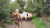 Etappe 120: Alle schapen richting Rome