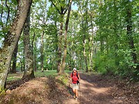 Door het bos