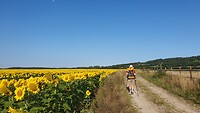 Langs de zonnebloemen
