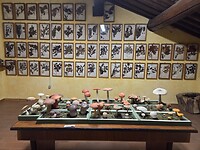 Het museum