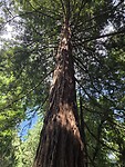 Een sequoia