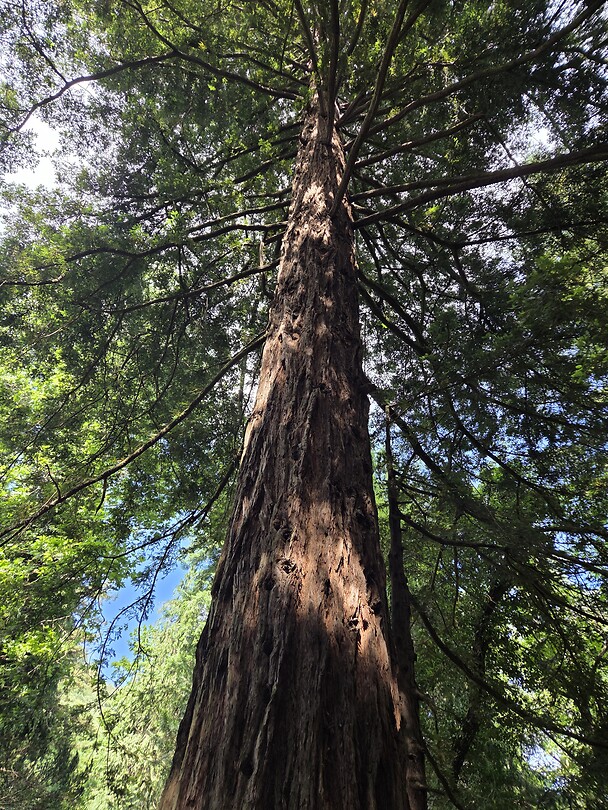 Een sequoia