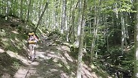 Door het beukenbos