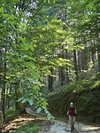 Door het bos naar beneden