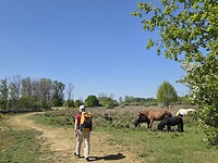 Langs de paarden