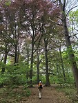 Hoge bomen