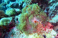Nemo and friends