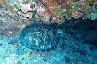 Schildpad